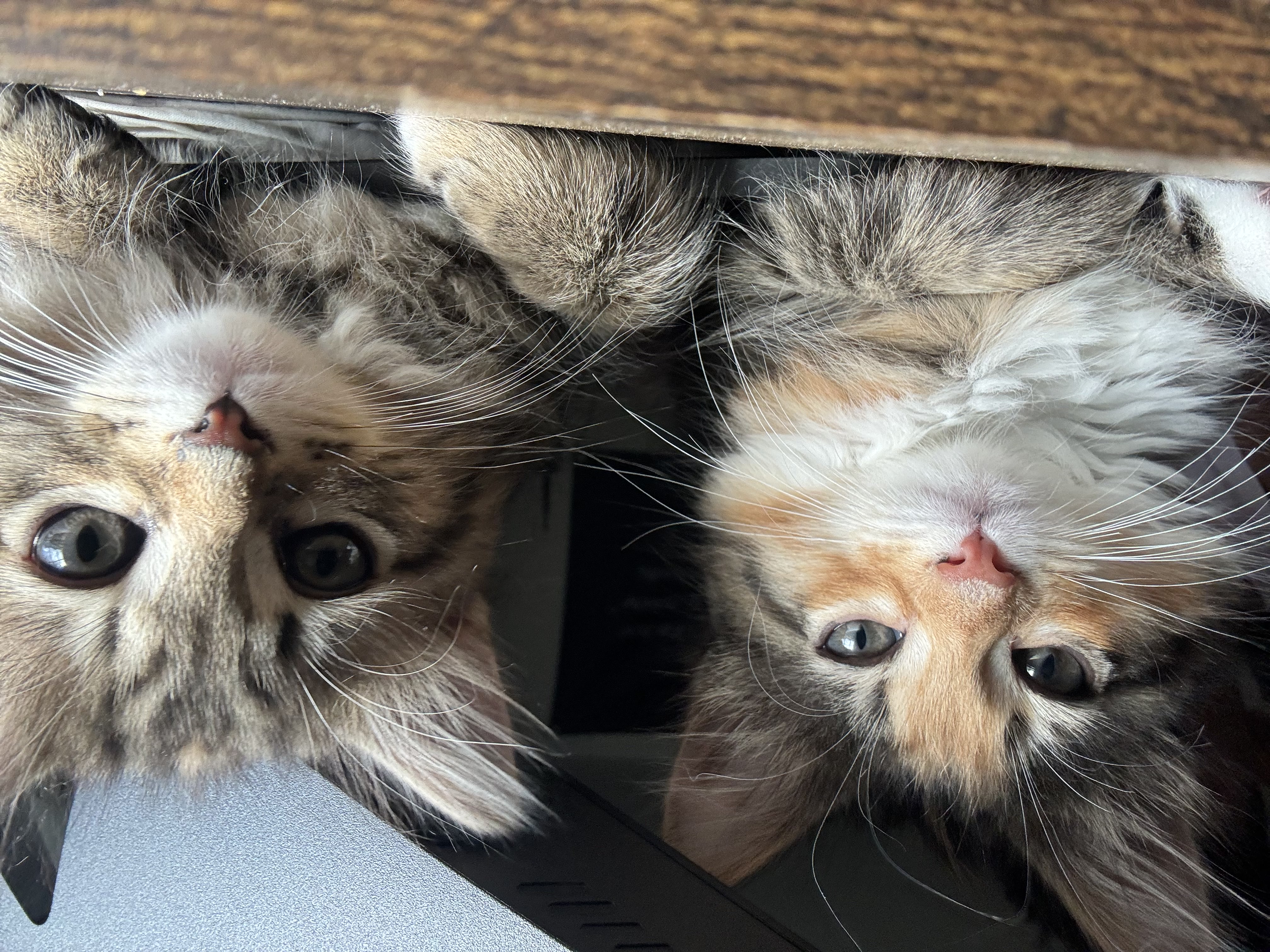 Kitten lounging on a blanket