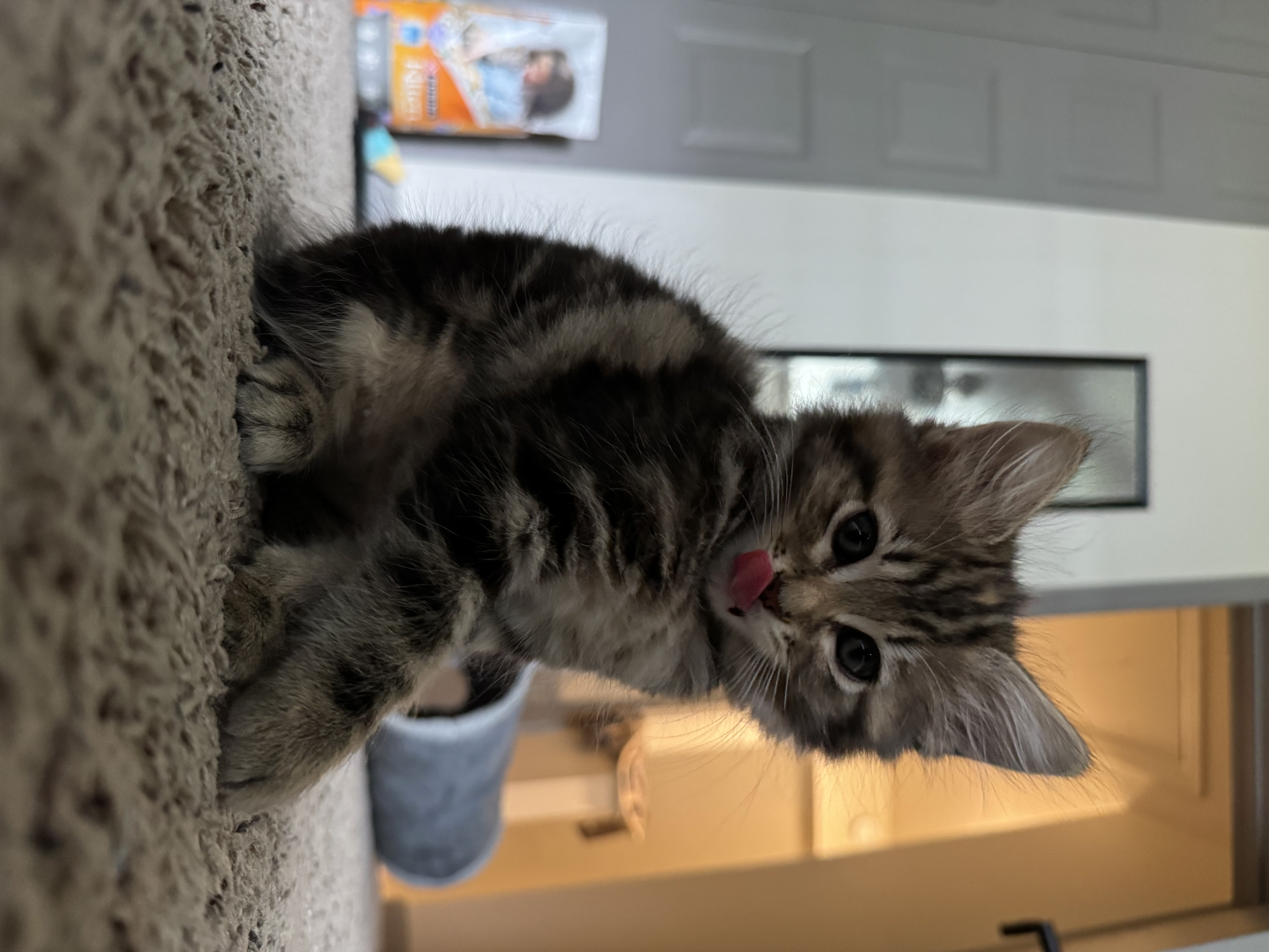 Kitten watching through a window