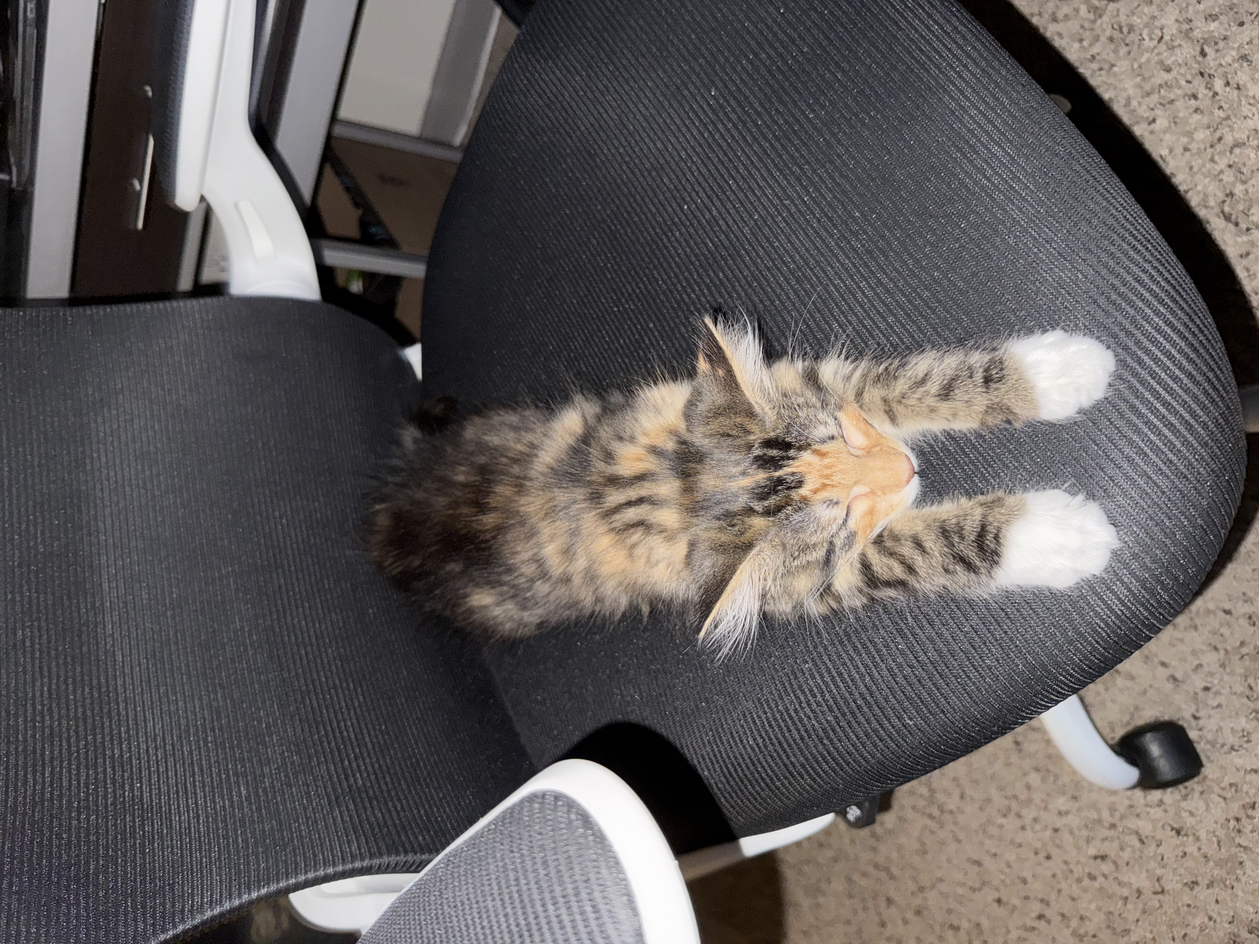 Kitten relaxing on a cushion