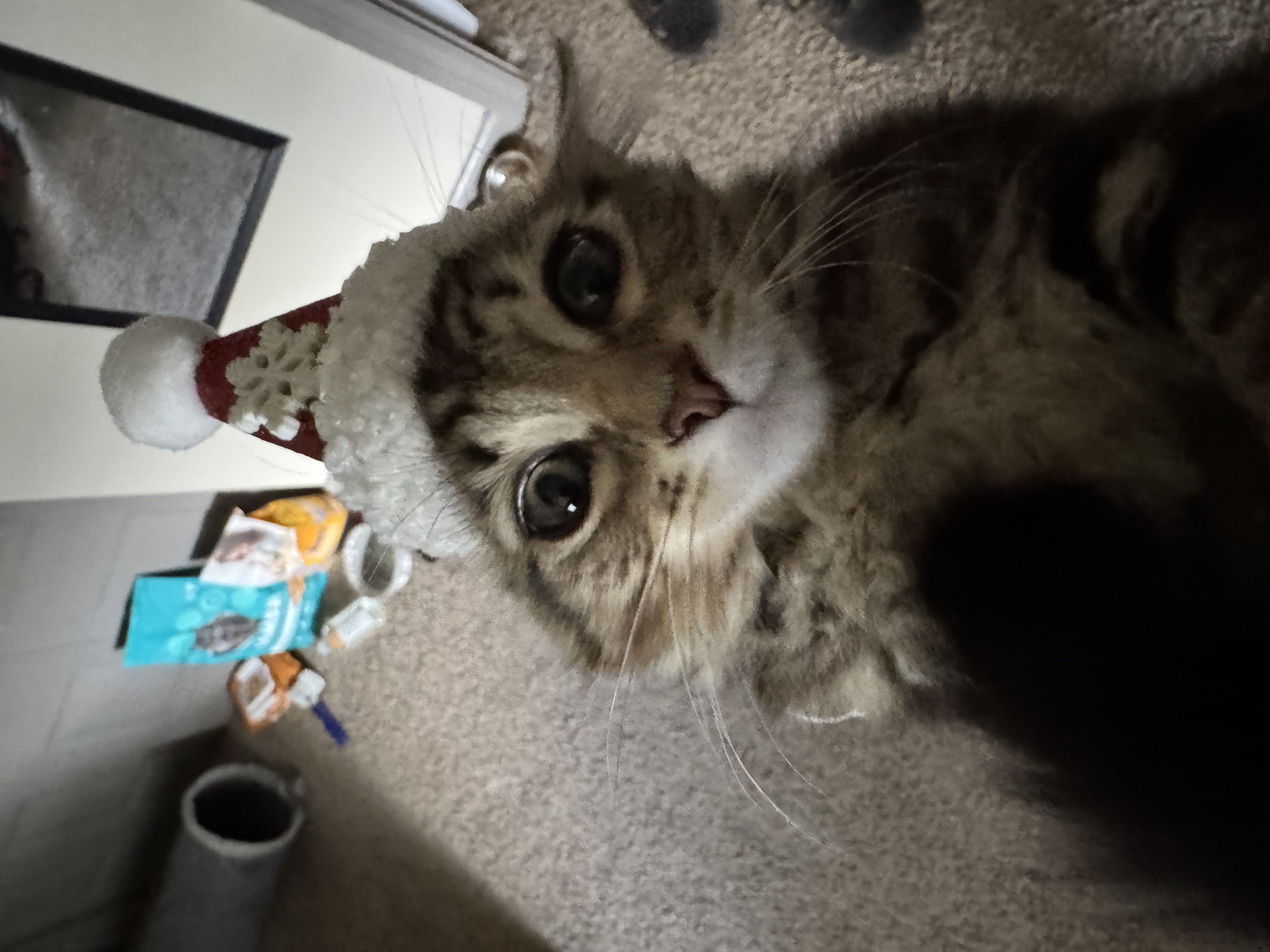 Kitten looking up with bright eyes