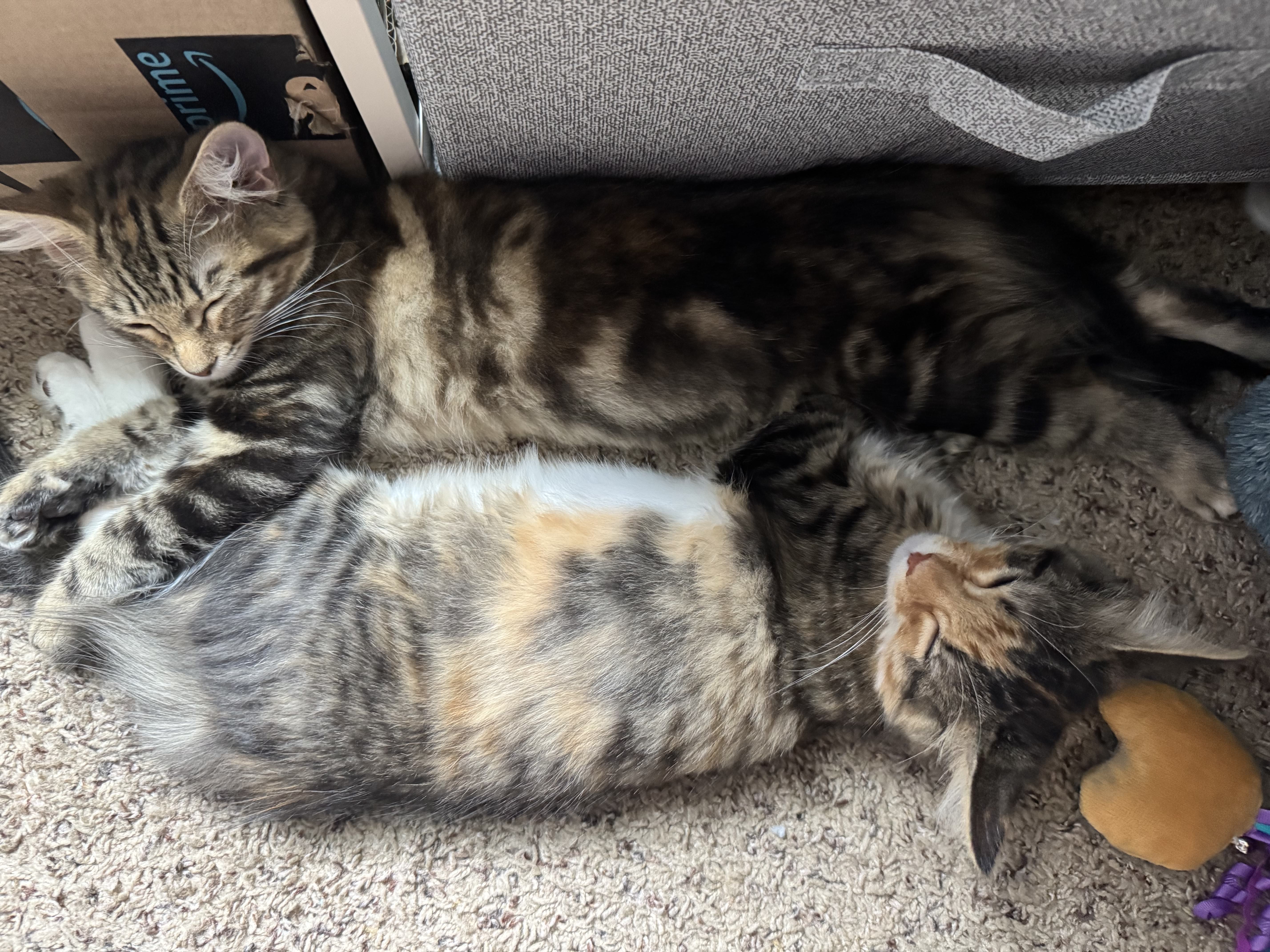 Kitten peeking over a ledge