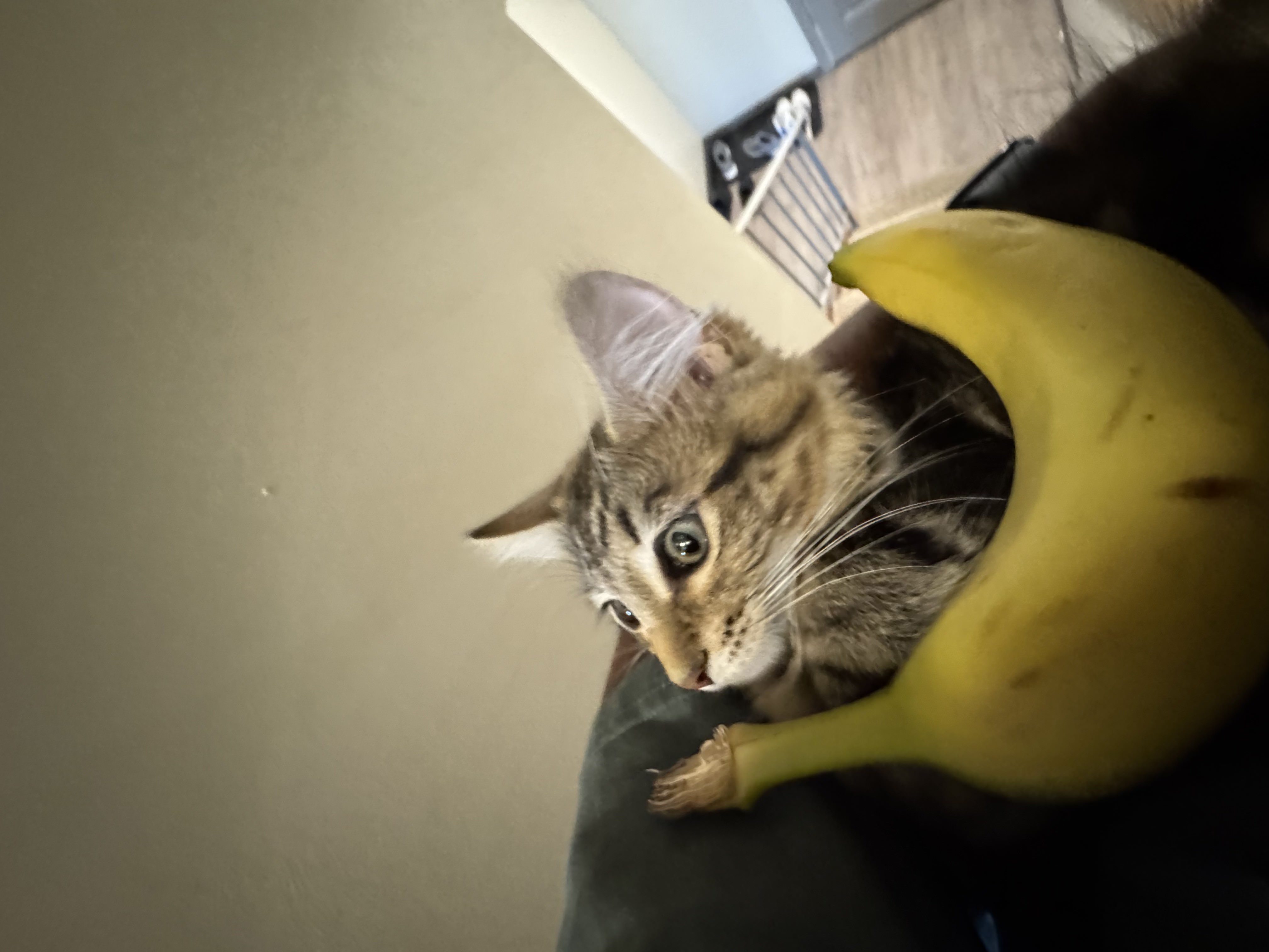 Kitten lying on patterned fabric