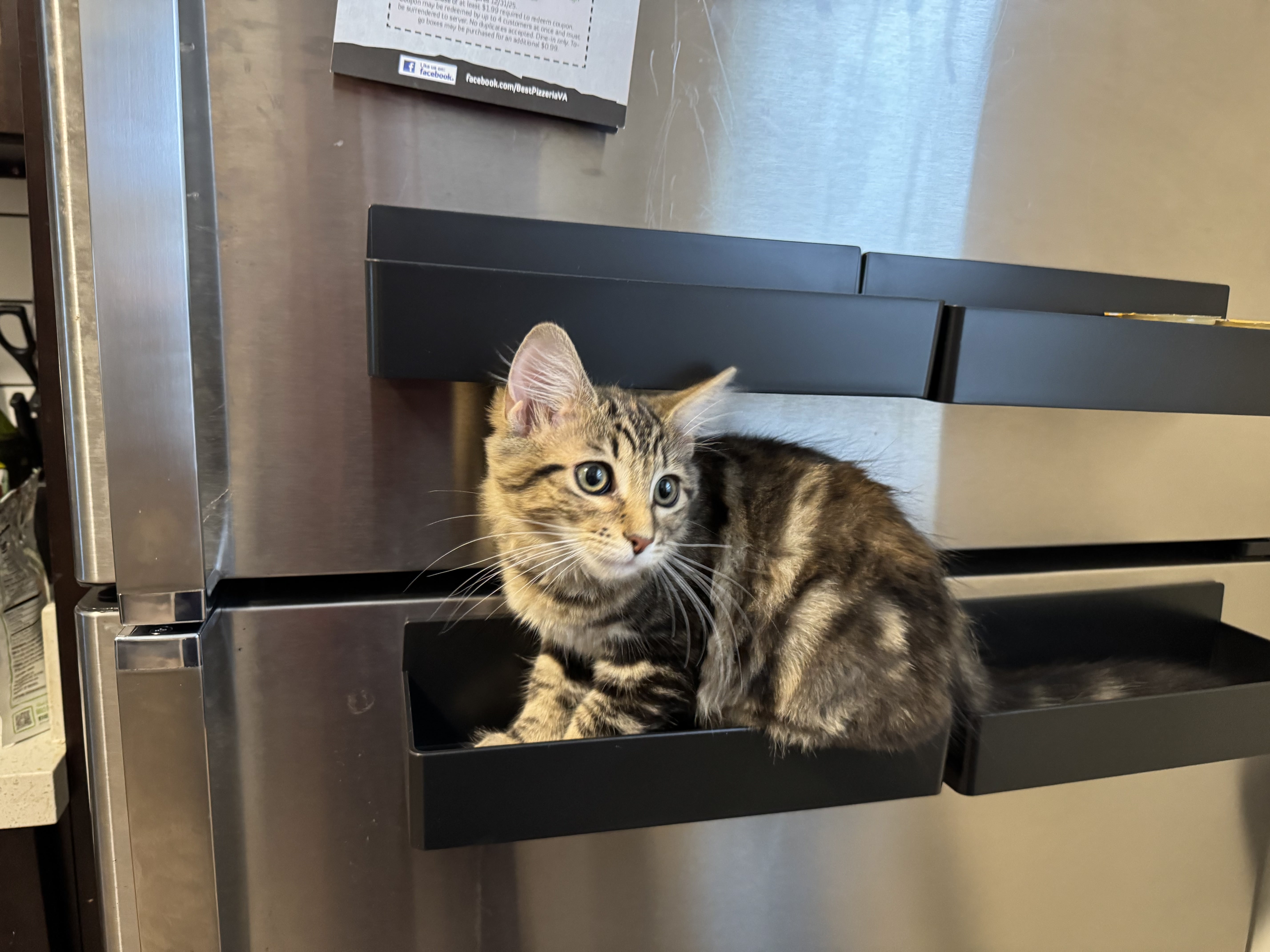 Kitten gazing off camera