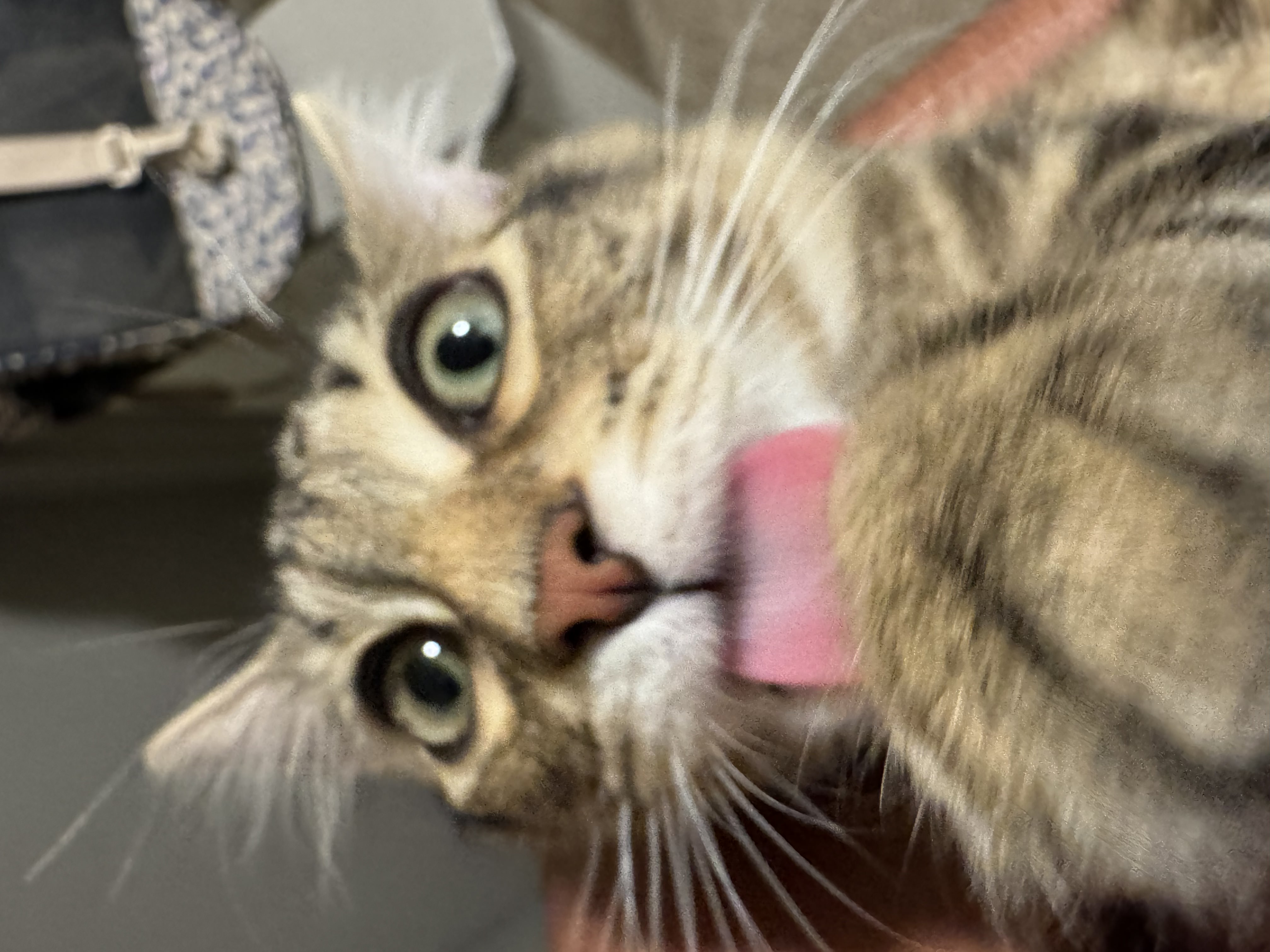 Kitten curled into a ball