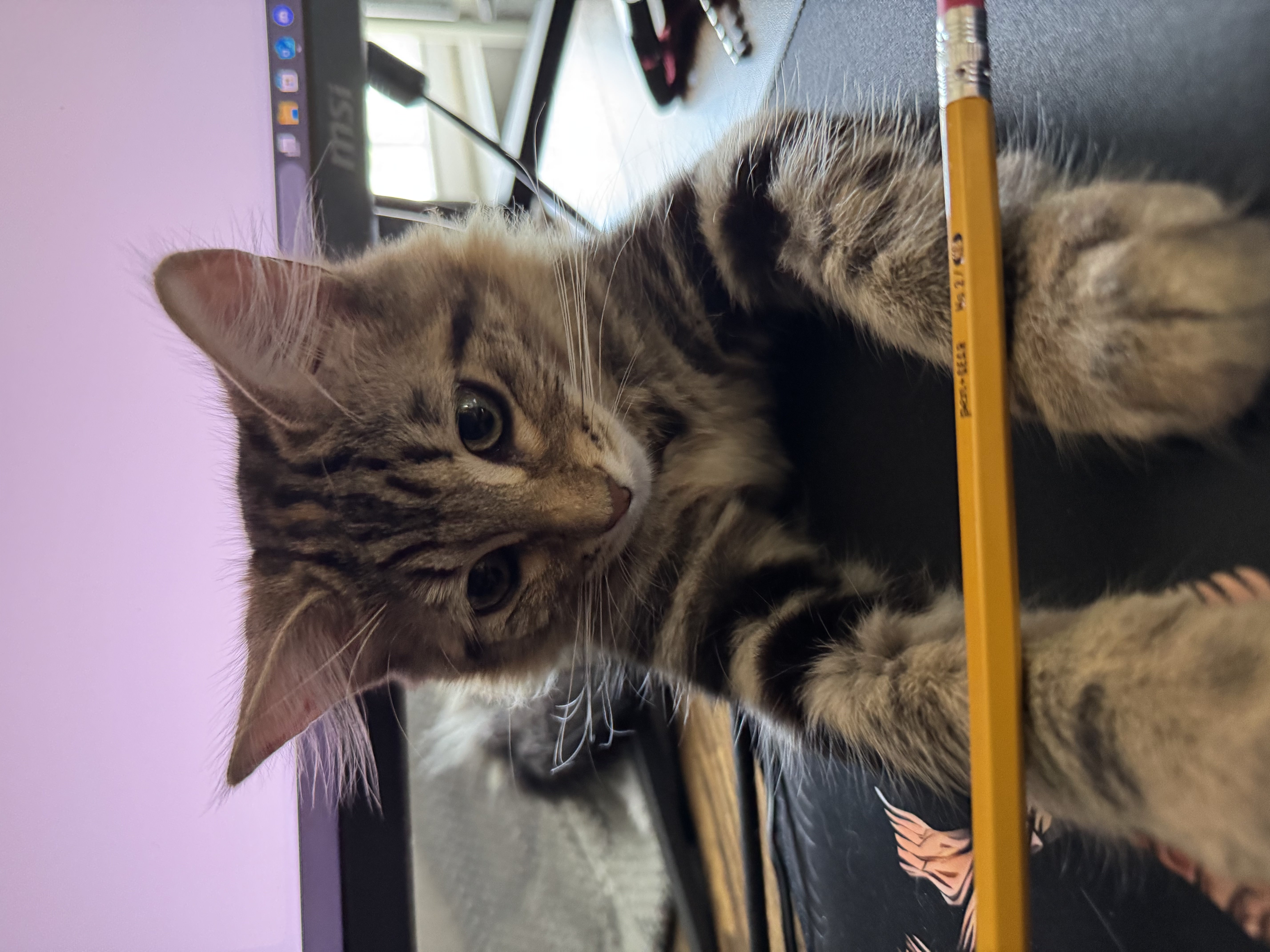 Kitten with bright sunlight