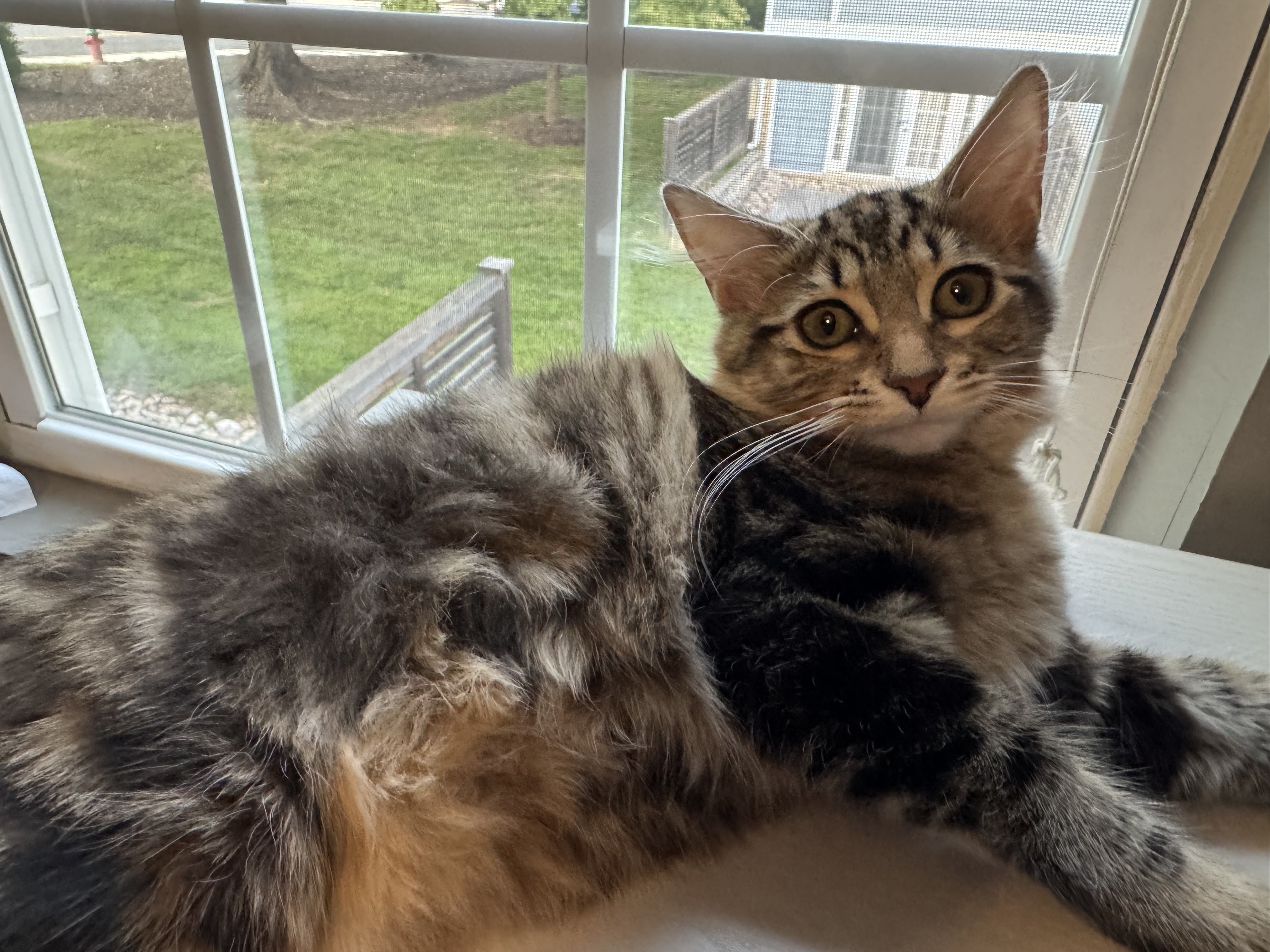 Kitten ready to pounce