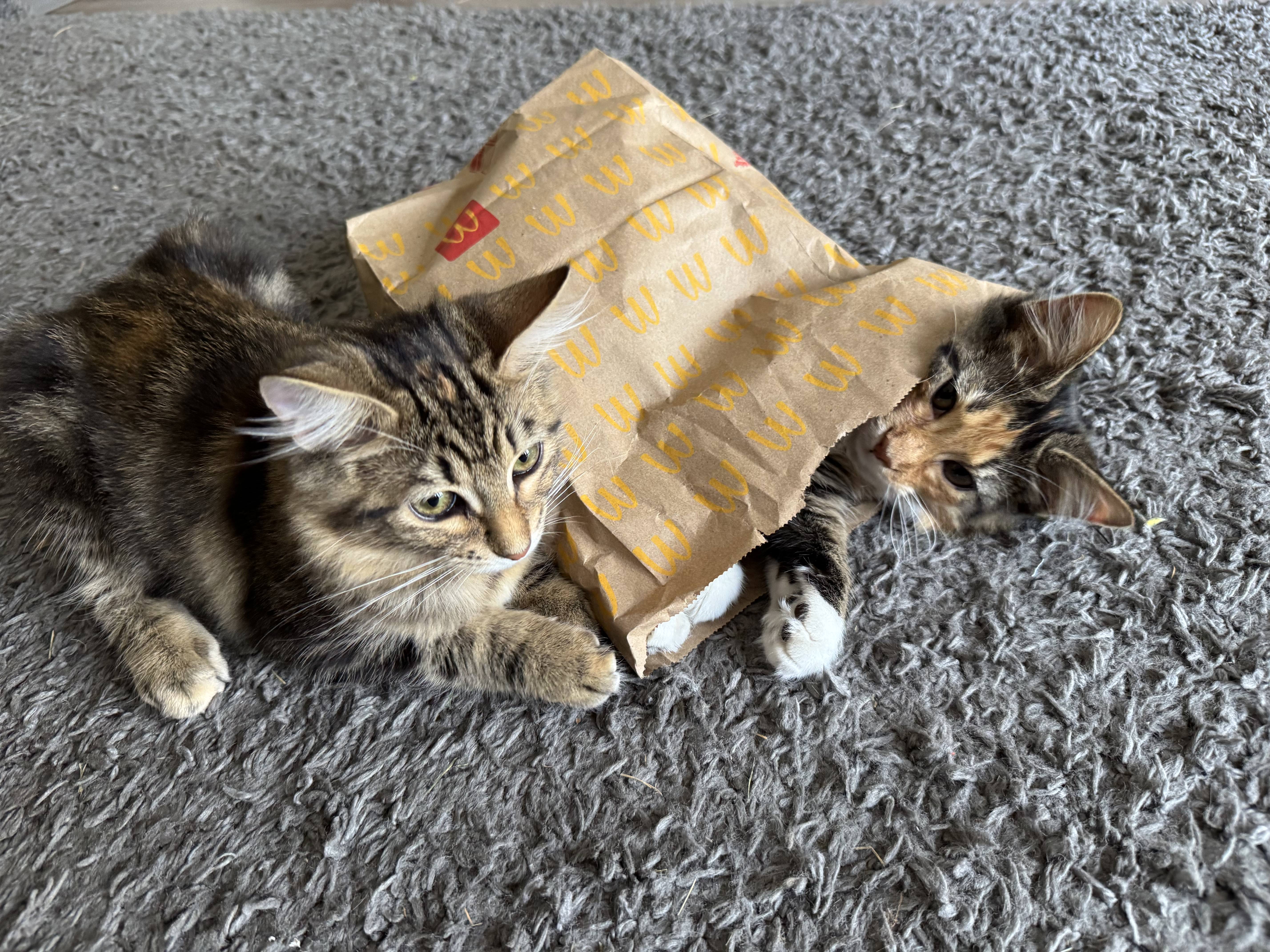Kitten resting with paws tucked
