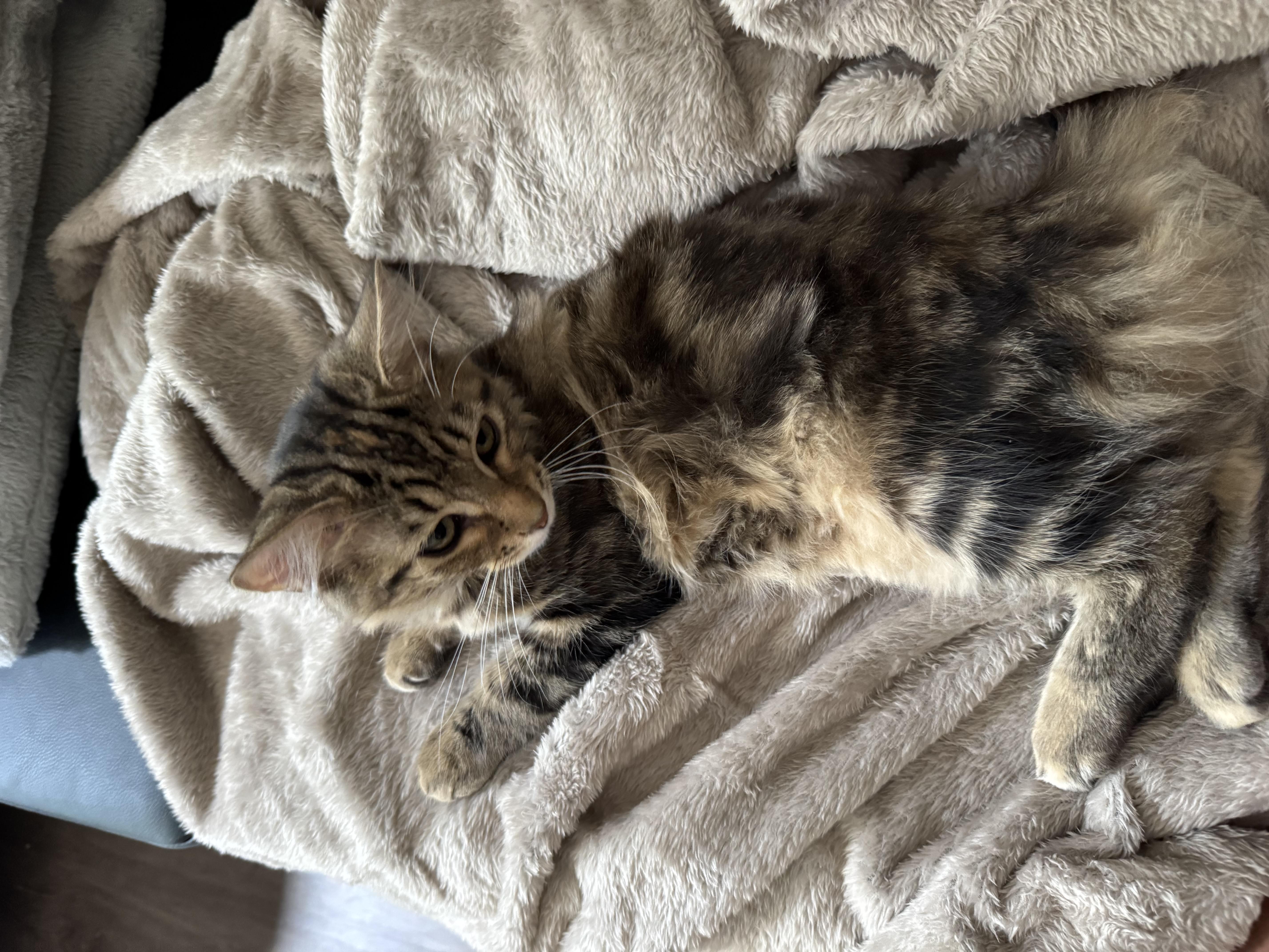 Kitten basking in sunlight