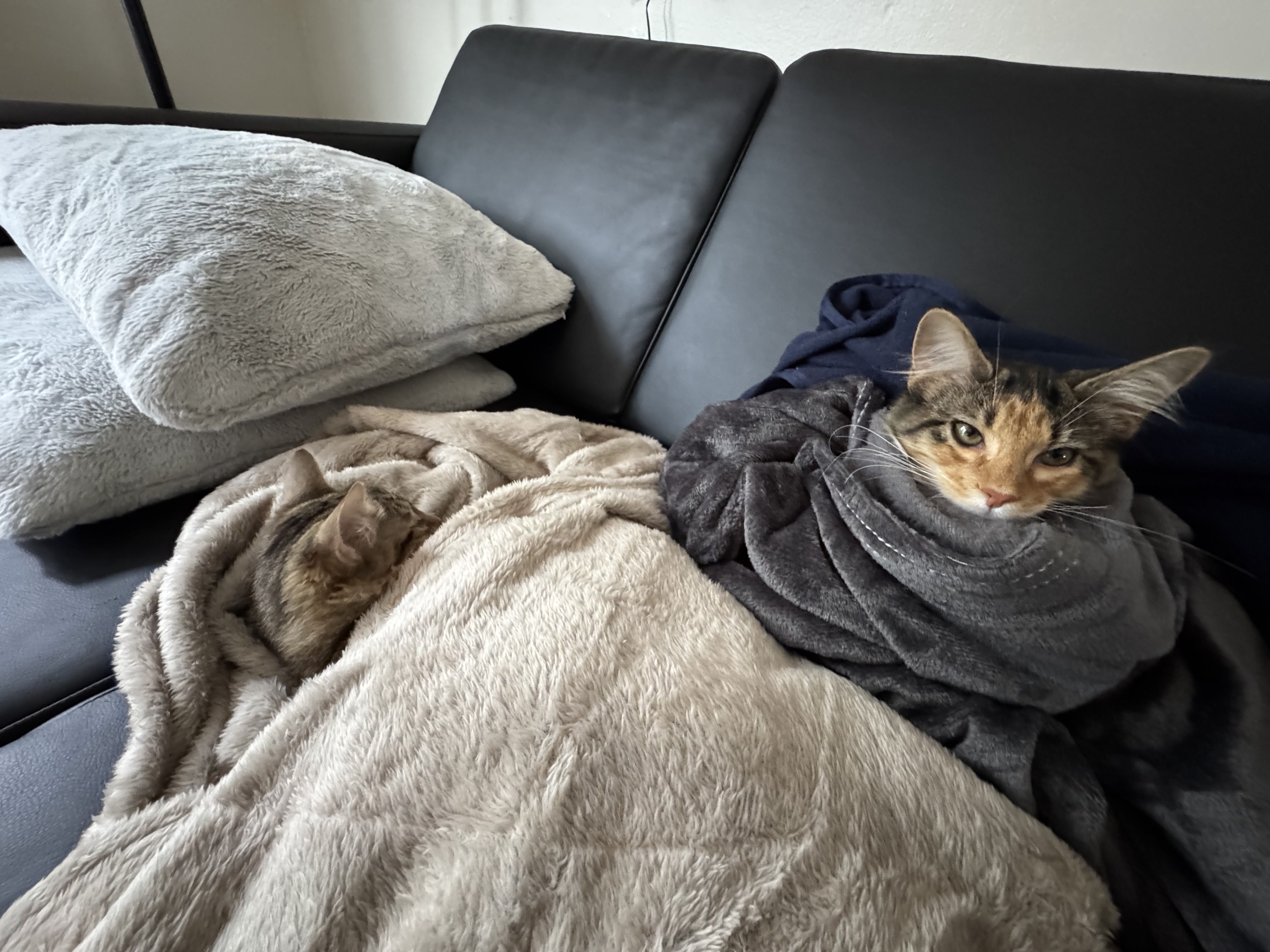 Kitten relaxing on a rug