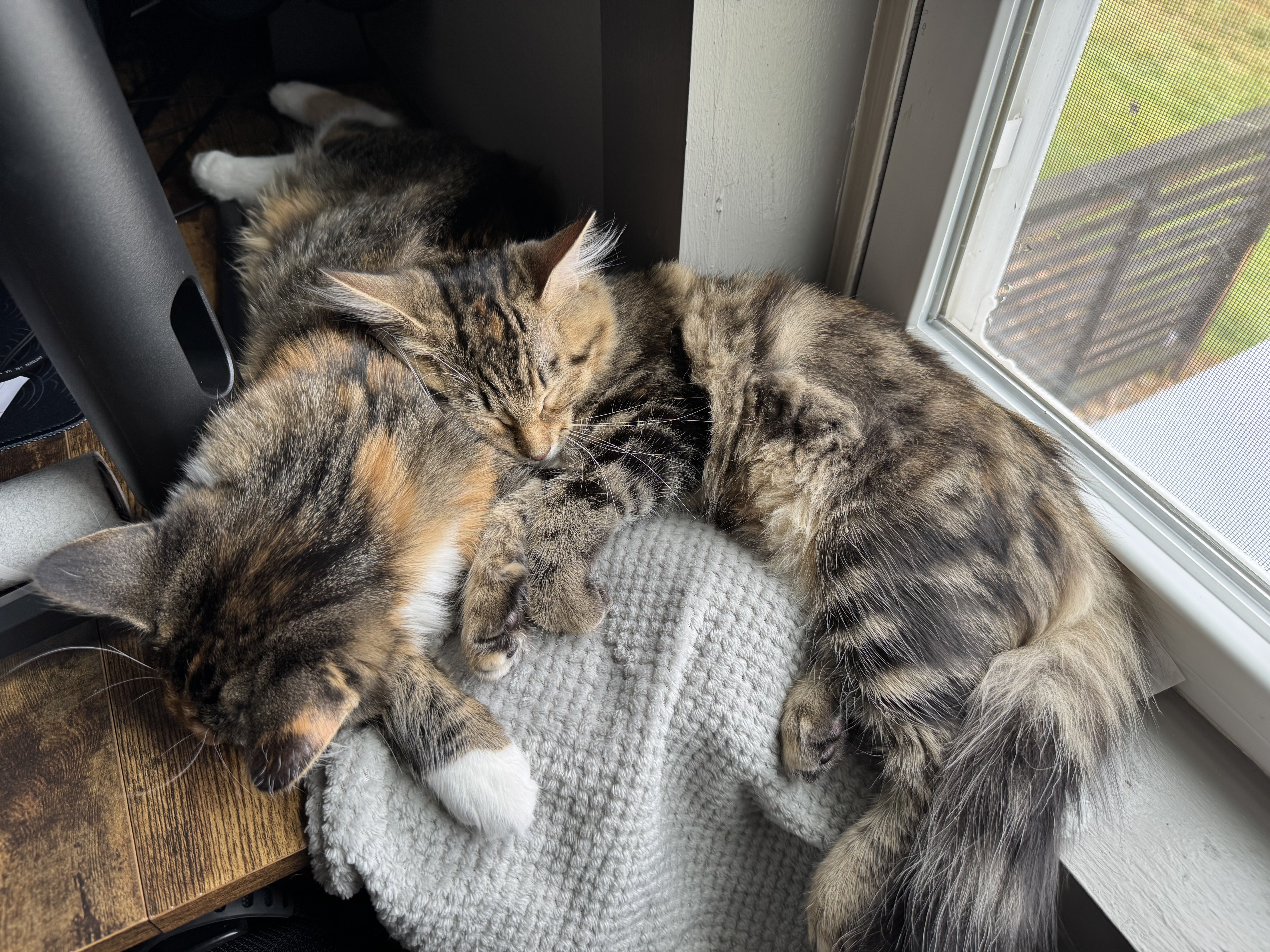 Kitten relaxing by a window