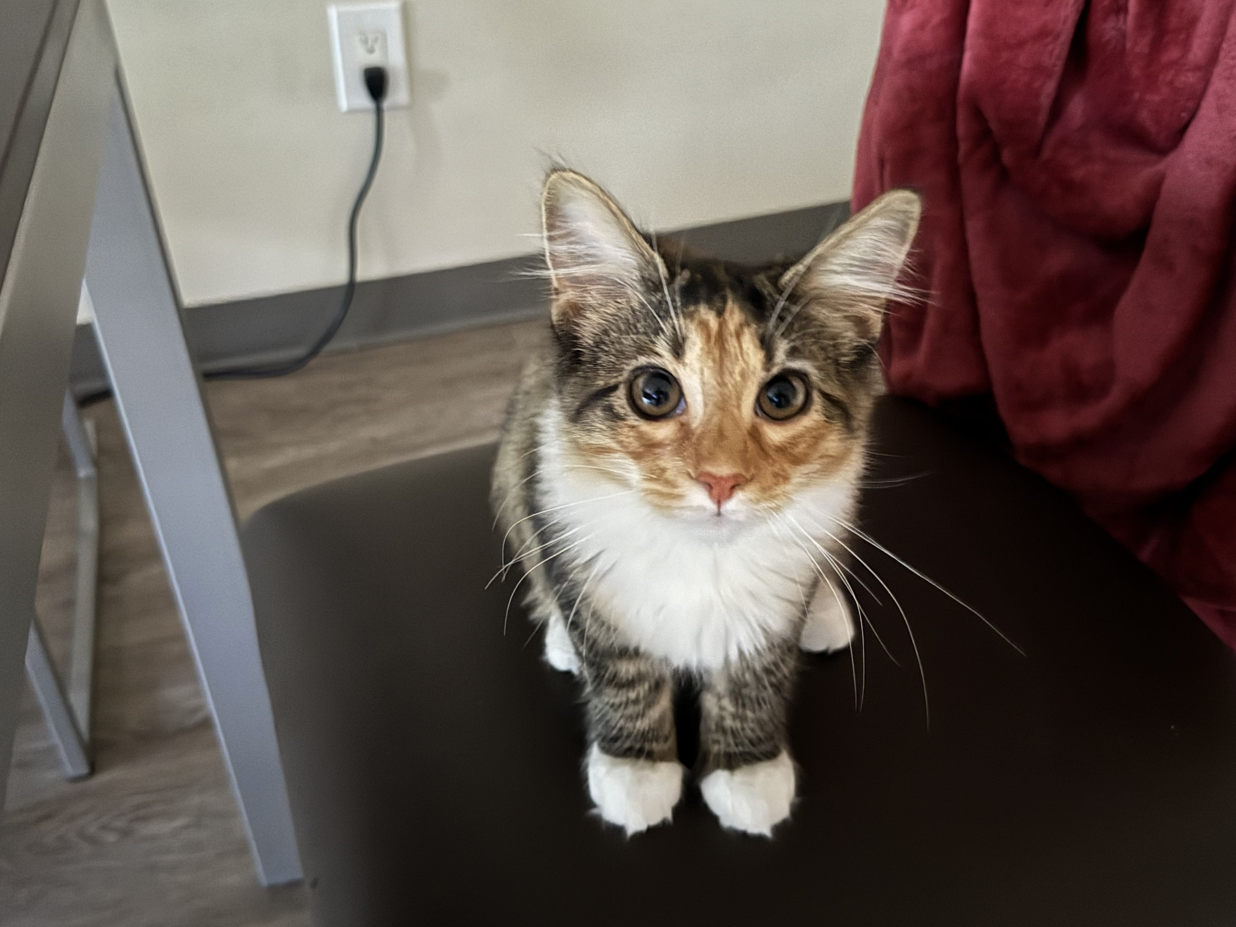 Kitten lounging on the floor